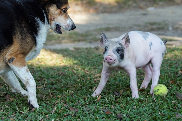 A mixed-breed dog with a black and brown coat stands on a patch of green grass, facing a small piglet with black spots. The dog appears alert and possibly playful, while the piglet stands calmly beside a yellow tennis ball.