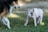 A mixed-breed dog with a black and brown coat stands on a patch of green grass, facing a small piglet with black spots. The dog appears alert and possibly playful, while the piglet stands calmly beside a yellow tennis ball.