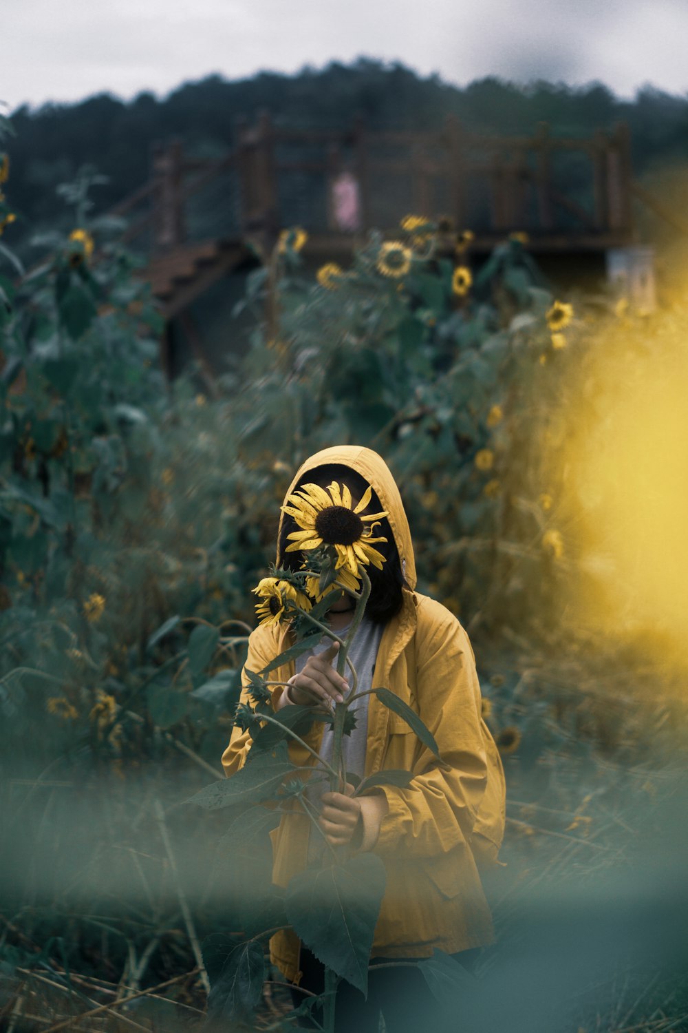 person standing behind sunflower
