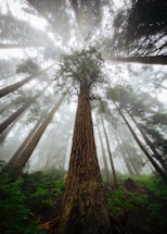 low-angle photography of green leaf tree