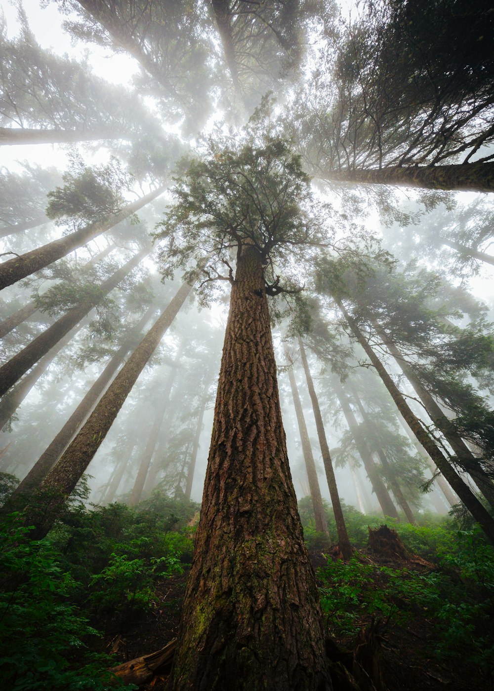 Fotografía de ángulo bajo de árbol de hoja verde