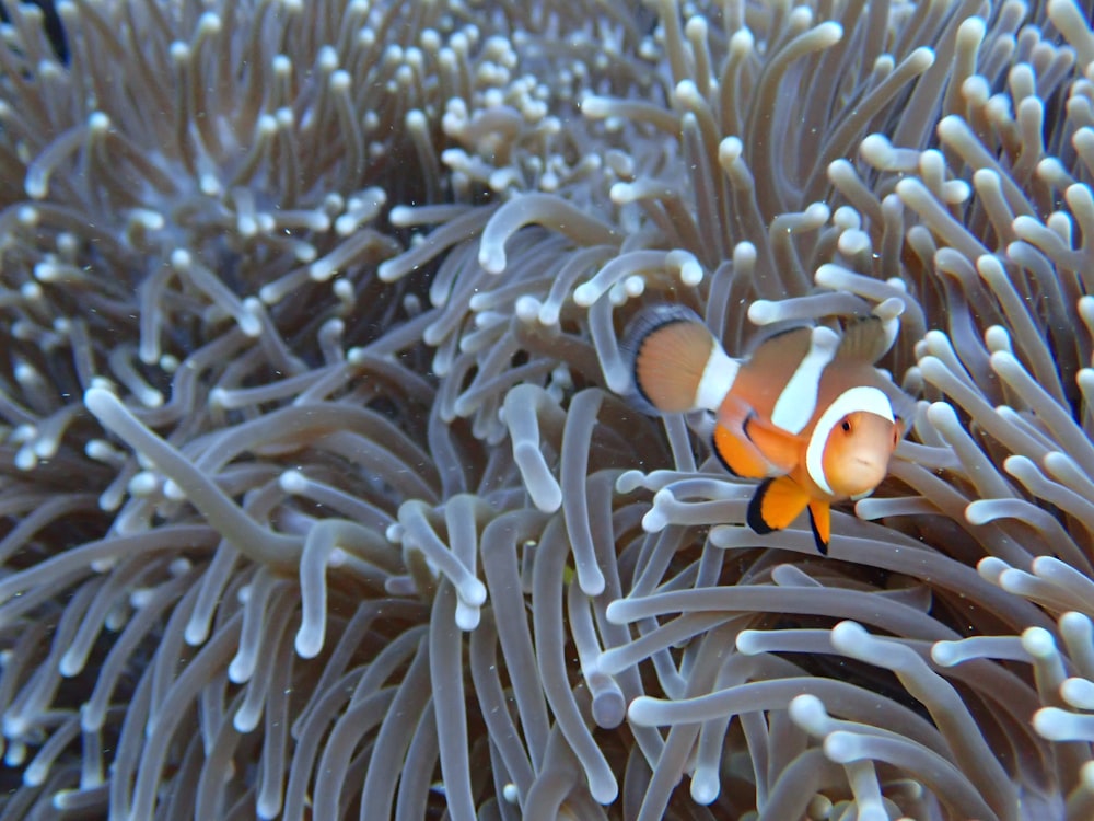 clown fish