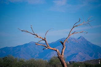 bare tree with trees under blue skies