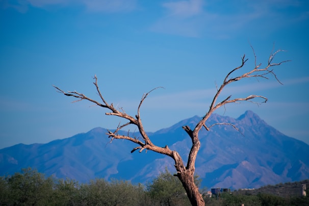 bare tree with trees under blue skies