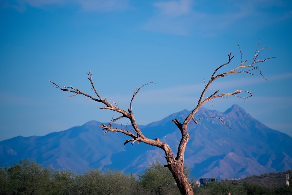 bare tree with trees under blue skies