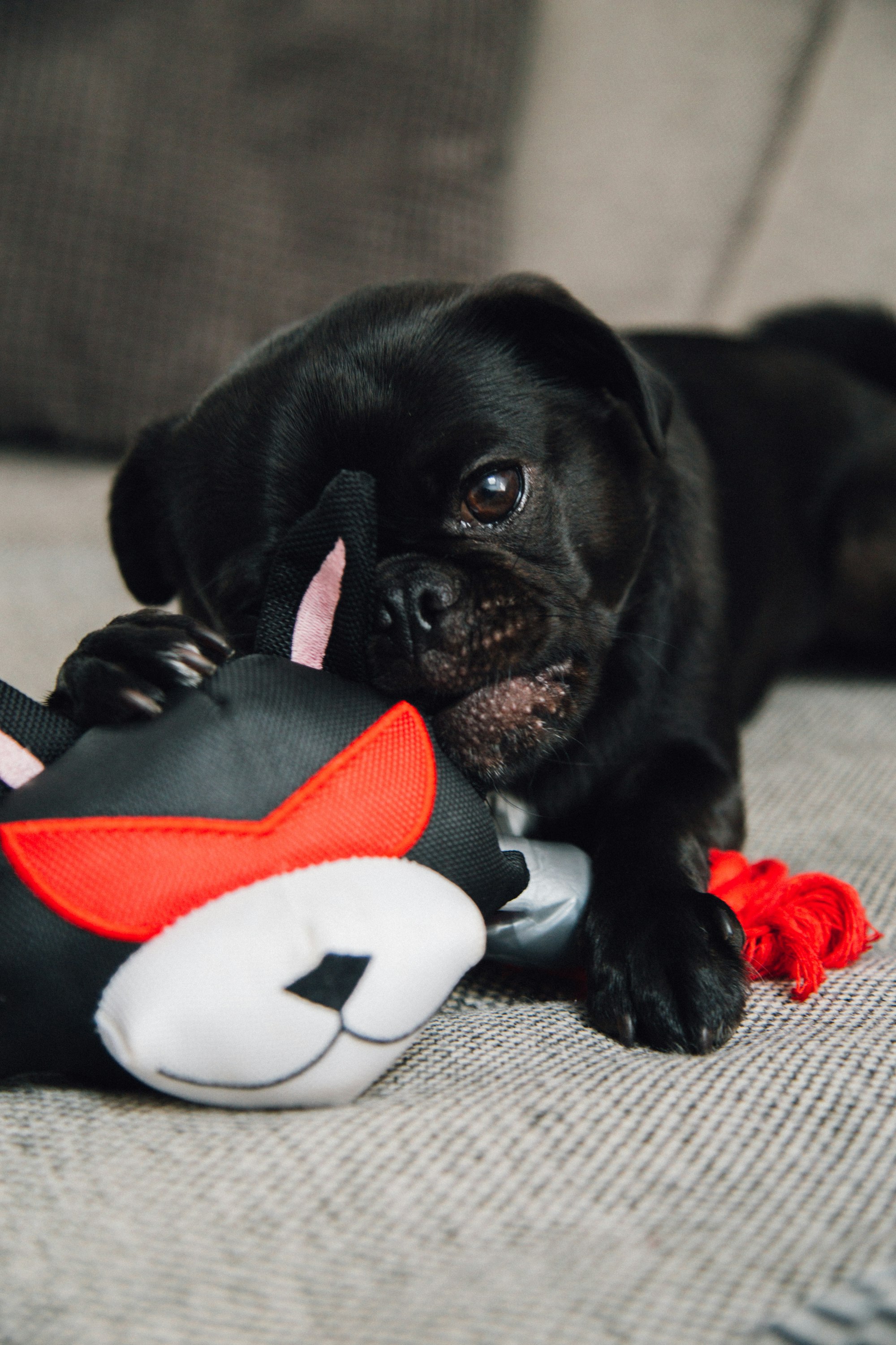 black fawn pug puppy playing with plush toy