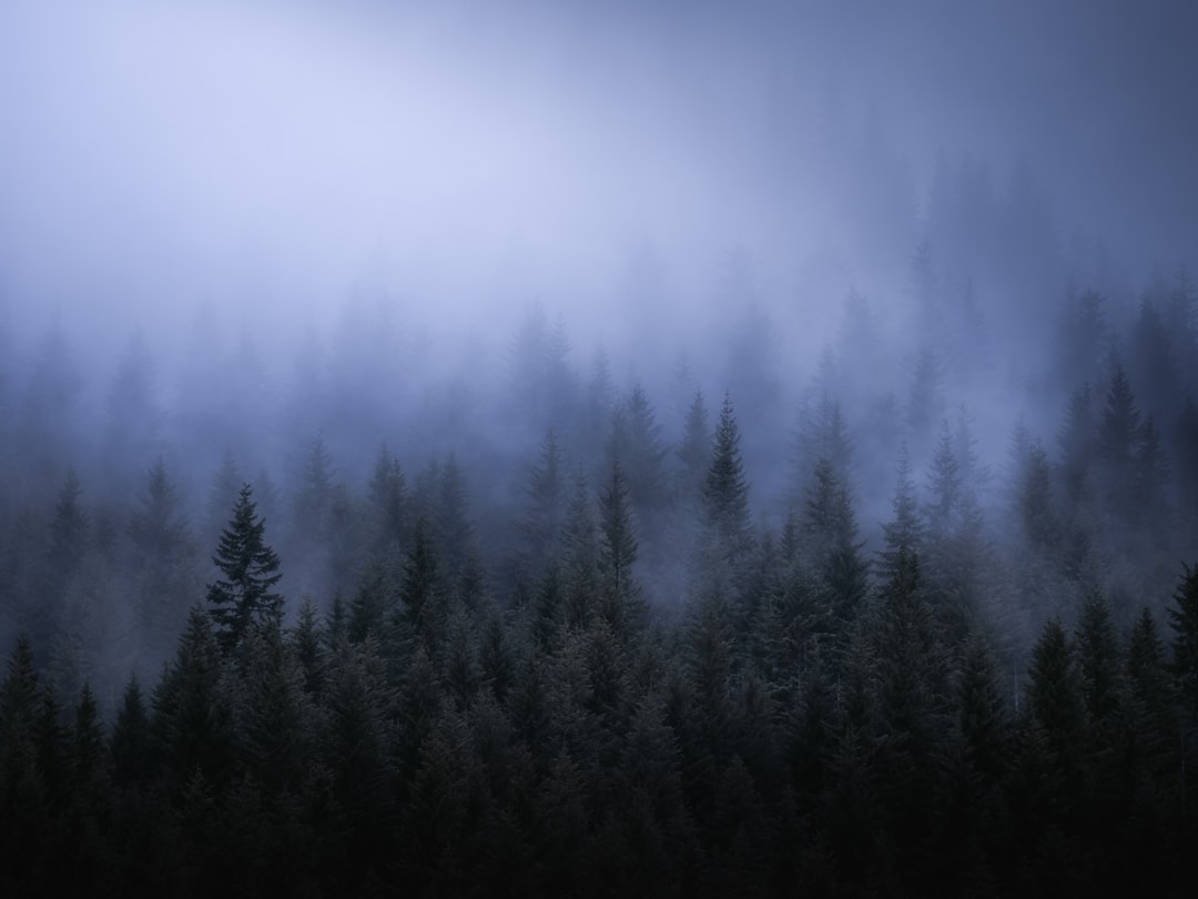 green trees covered by fog