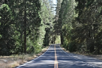 gray pavement road