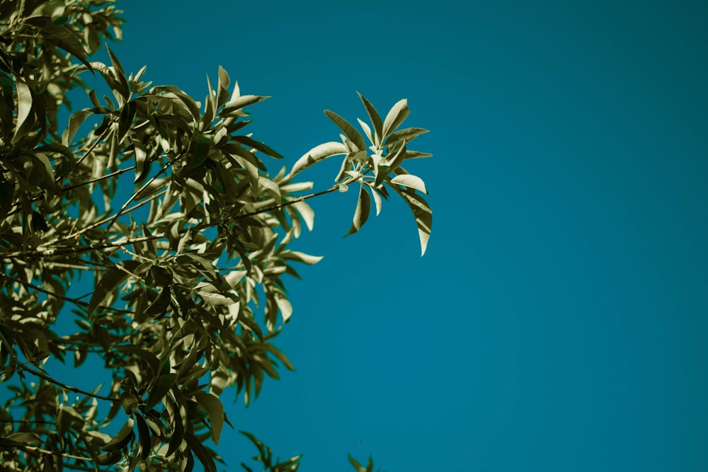 green leaf tree under blue sky at daytime