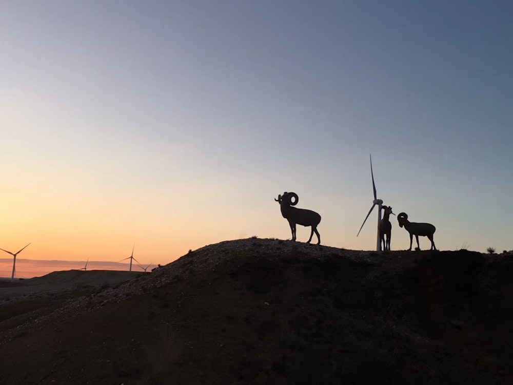 two goats on mountain under gray sky