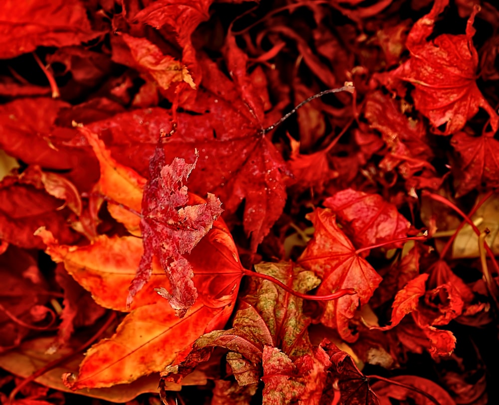 Fotografias em close-up de folhas vermelhas e laranjas