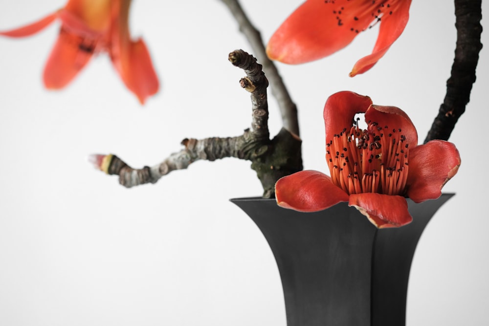 black potted red petaled flower plant