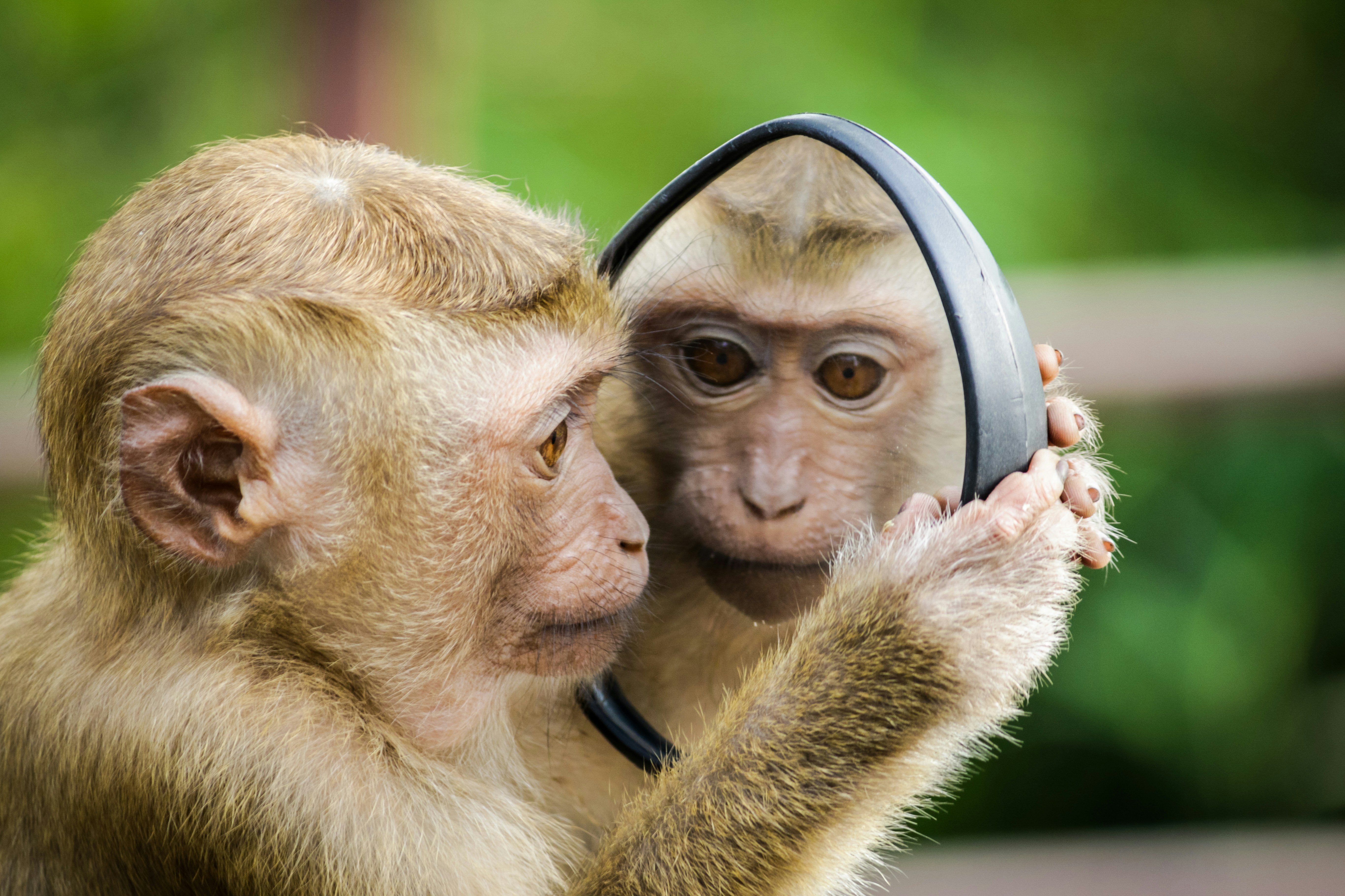The monkey was absolutely mesmerized by his own image in the mirror. I took a few different photos of this monkey playing with the mirror on my scooter at a location called Monkey Hill in Thailand. The monkey was so gentle and was really happy to stare at his own image. I wonder if the monkey knew it was his own reflection or if he thought it was another monkey.