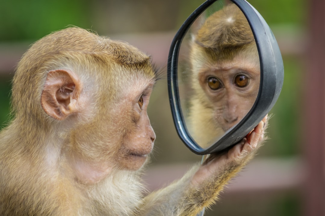 chimpanzee holding mirror, Contemplating monkey