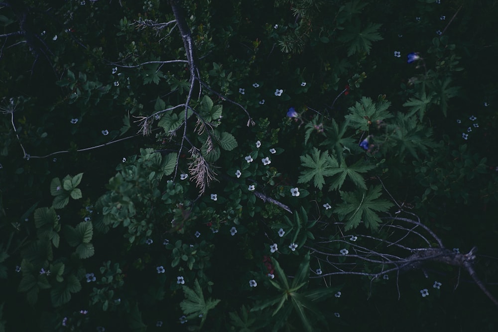 green leafed plants with white flowers