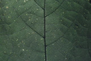 macro photography of green leaf