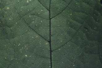 macro photography of green leaf