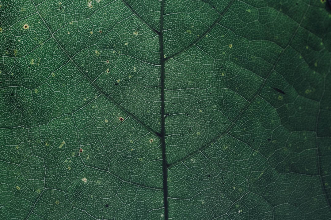 macro photography of green leaf