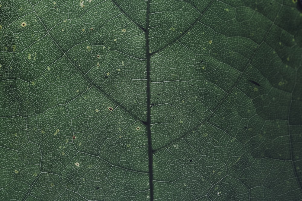 Fotografia macro di foglia verde