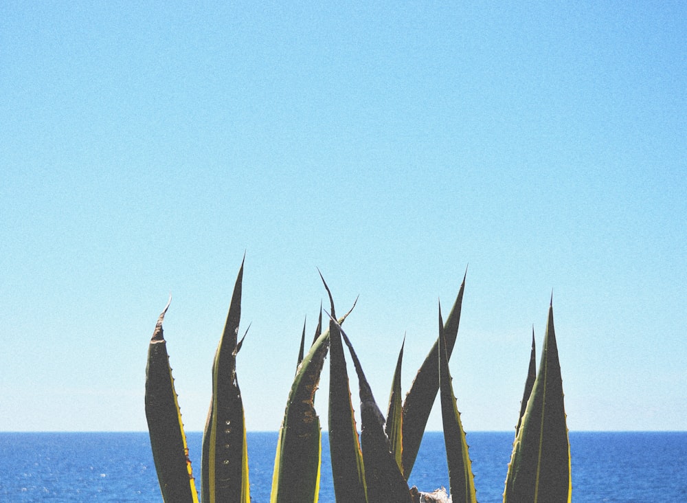 green plants near body of water