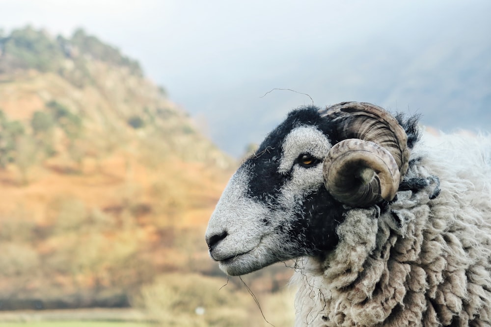 white ram near mountain at daytime