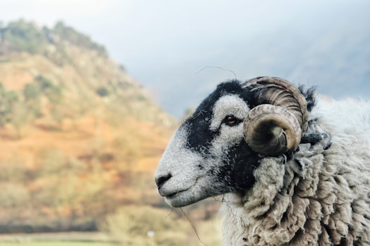 white ram near mountain at daytime in Lake District National Park United Kingdom