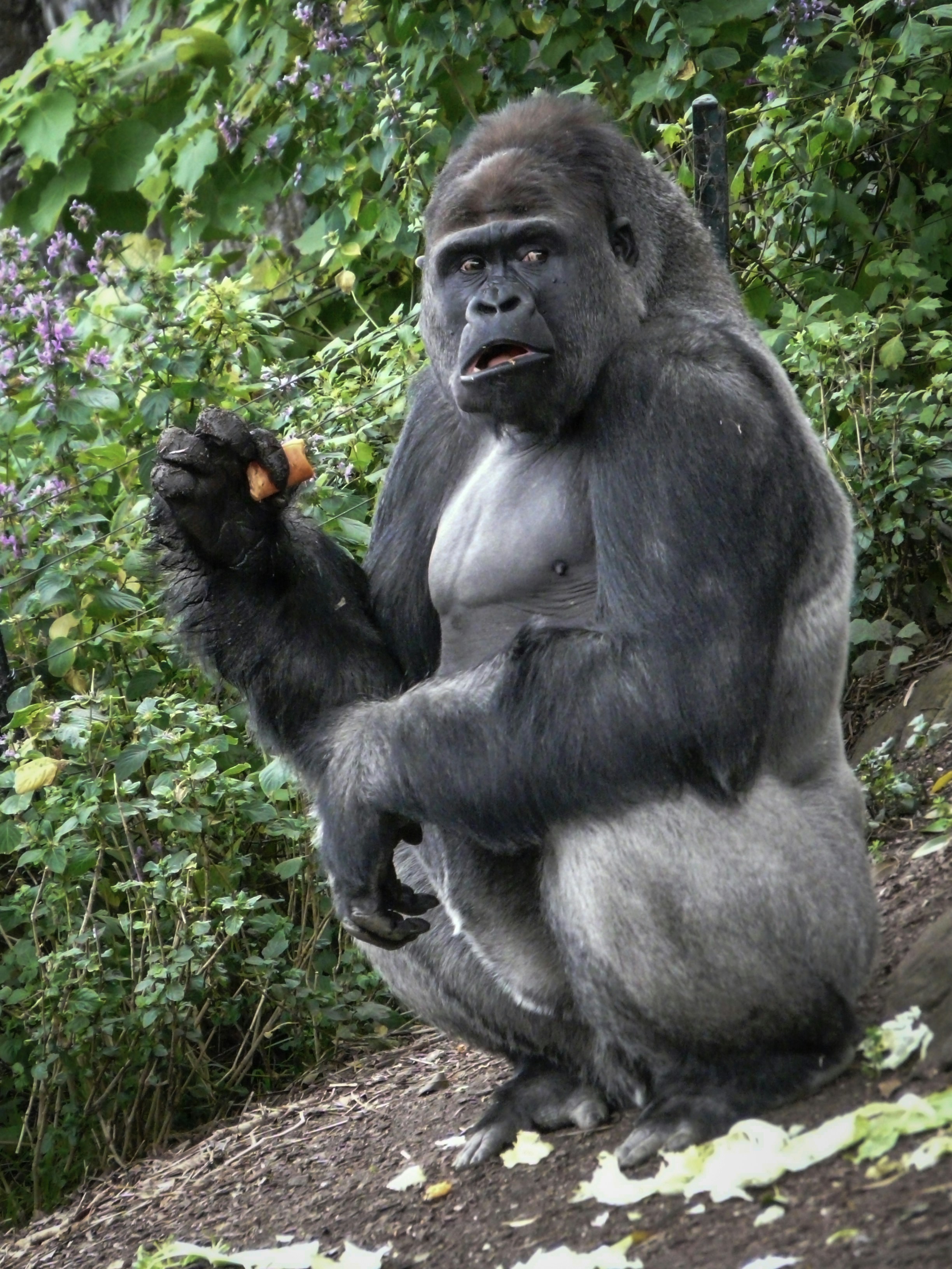 Understanding Why Grokking Rarely Occurs in Natural Language Tasks