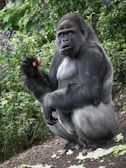A gorilla is sitting on the ground amidst lush green foliage, holding a piece of food in one hand. Its expression is neutral or slightly surprised, and the greenery in the background creates a natural environment.