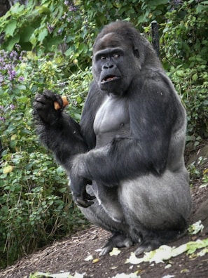A gorilla is sitting on the ground amidst lush green foliage, holding a piece of food in one hand. Its expression is neutral or slightly surprised, and the greenery in the background creates a natural environment.