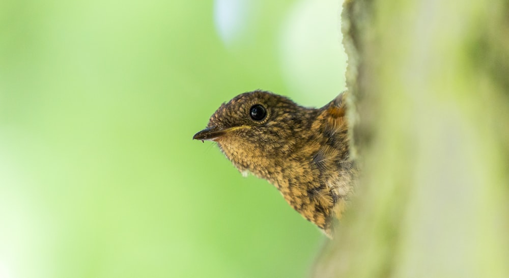 Macro photo d’oiseau brun sur une branche d’arbre