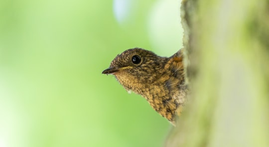 macro shot of brown bird on tree branch in Mote Park United Kingdom
