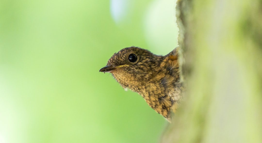 travelers stories about Wildlife in Mote Park, United Kingdom