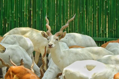A group of antelopes with twisted, spiral horns are gathered in an enclosed area with tall green bamboo fencing in the background. The antelope at the center is prominently looking towards the camera, showcasing its distinctive horns.