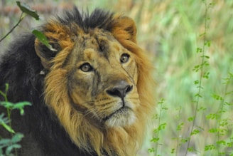 A majestic lion with a thick, golden mane gazes intently amidst a backdrop of green foliage. The detailed texture of the lion's fur is captured beautifully, highlighting its regal and powerful presence.