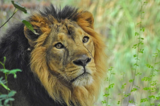 A majestic lion with a thick, golden mane gazes intently amidst a backdrop of green foliage. The detailed texture of the lion's fur is captured beautifully, highlighting its regal and powerful presence.