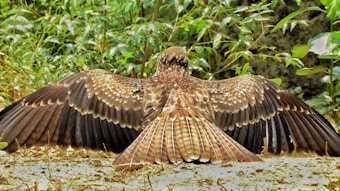 A large bird is resting on the ground with its wings fully spread out. The bird has intricate brown and beige plumage with distinct patterns. It is surrounded by lush green foliage with various shades of green, creating a natural habitat setting.