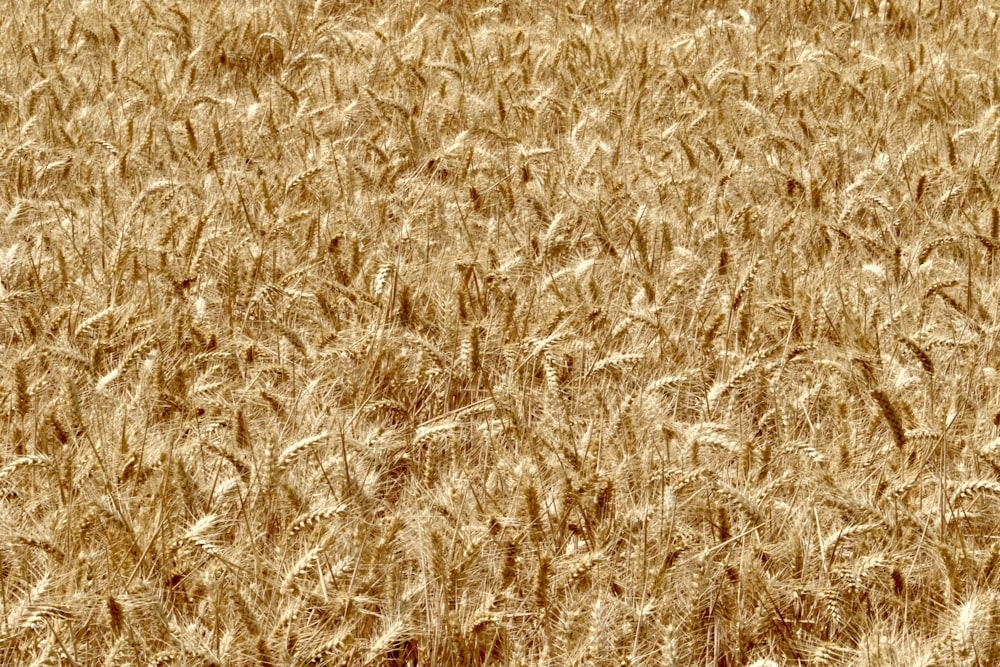 Photo d’un champ de blé