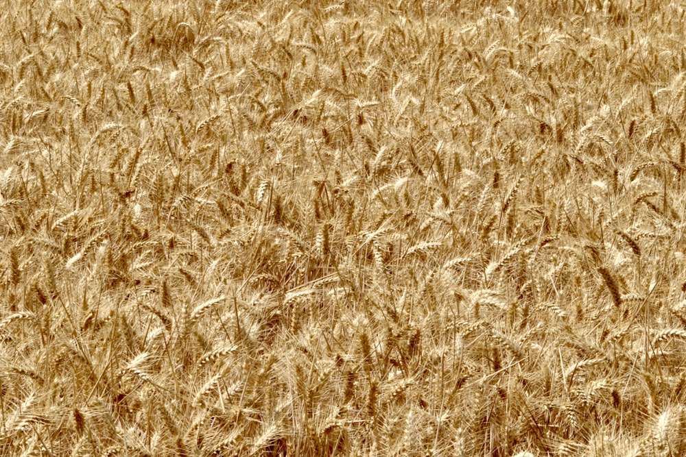 Foto di Campo di grano