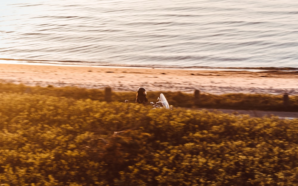 yellow leaf plants near seashore