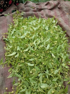 Colorful flowers and leaves used in forest medicine therapies spread out on a natural fabric.