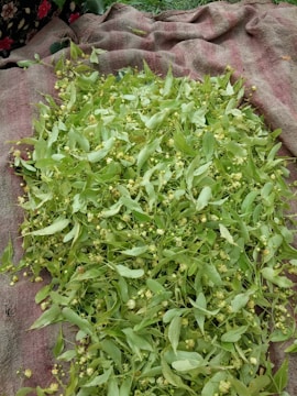 A vibrant green field with textile materials scattered around.