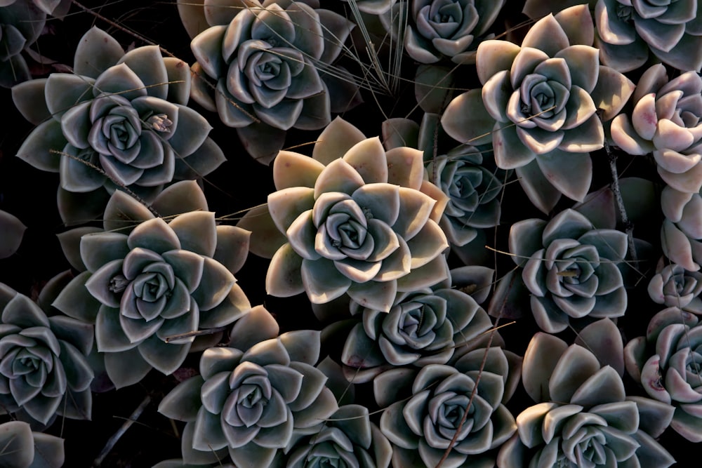 grayscale photo of succulent plants