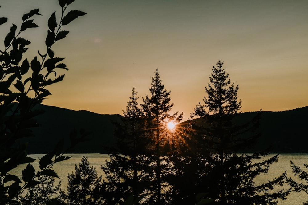 tree near body of water and mountain range under golden hour silhouette