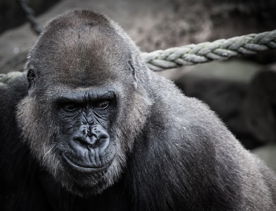 black ape beside gray rope in Taronga Zoo Australia