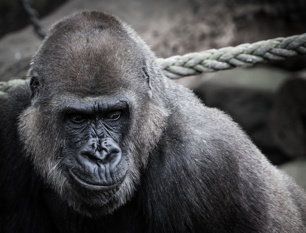 black ape beside gray rope