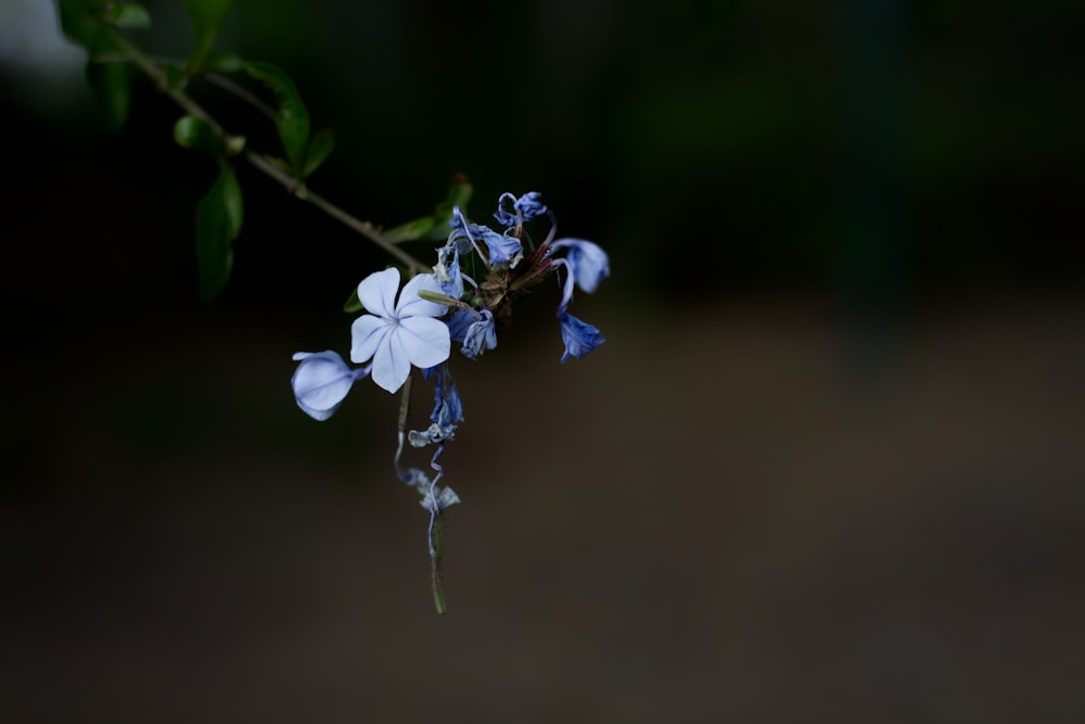 Fotografia selettiva della messa a fuoco della pianta del fiore dai petali viola