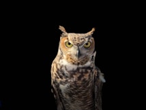 A close-up image of a great horned owl with bright yellow eyes, set against a dark, black background. The owl's detailed feather patterns and tufts on its head are clearly visible, emphasizing its alert and intense gaze.