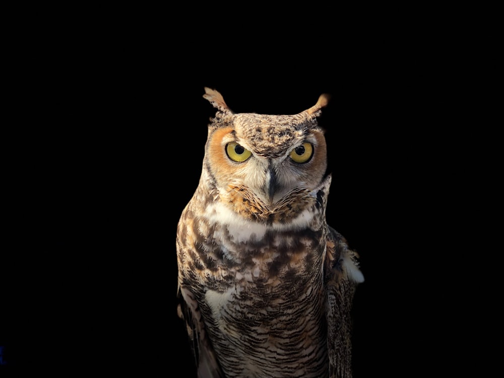 brown owl on a dark place