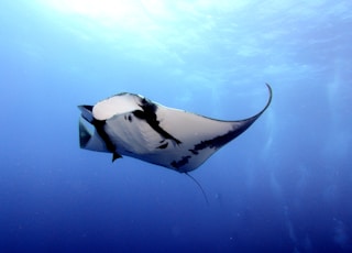 time lapse photography of white and black stingray in water