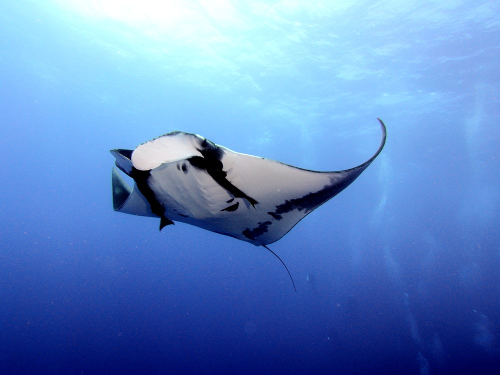 time lapse photography of white and black stingray in water